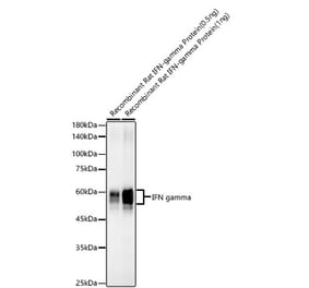 Western Blot - Anti-Interferon gamma Antibody [ARC57549] (A305530) - Antibodies.com