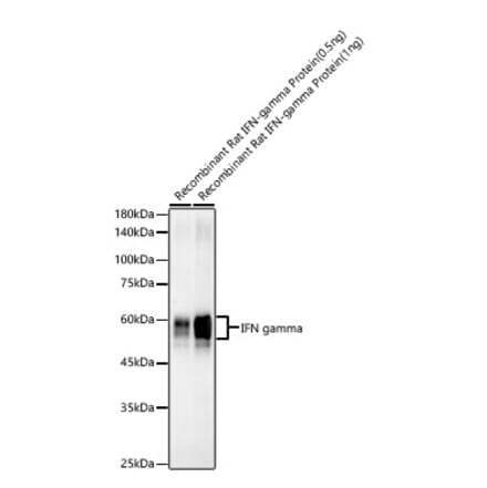 Western Blot - Anti-Interferon gamma Antibody [ARC57549] (A305530) - Antibodies.com
