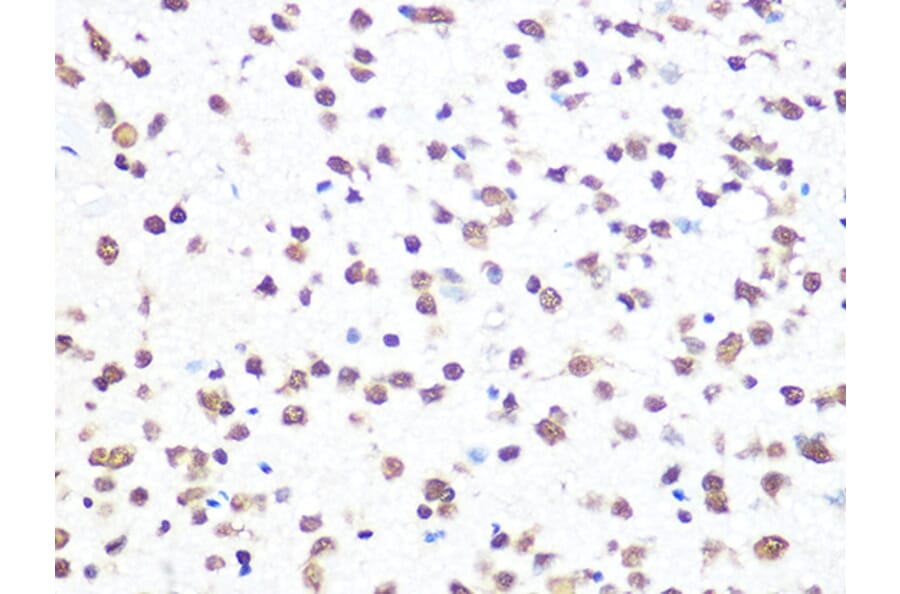 Immunohistochemistry - Anti-Aly/Ref Antibody [ARC0959] (A305535) - Antibodies.com