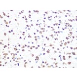 Immunohistochemistry - Anti-Aly/Ref Antibody [ARC0959] (A305535) - Antibodies.com