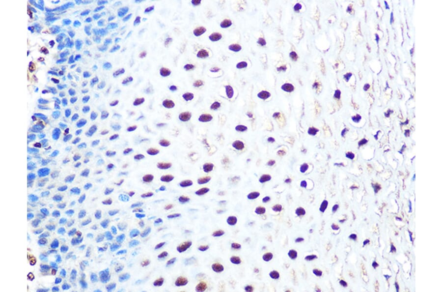 Immunohistochemistry - Anti-Aly/Ref Antibody [ARC0959] (A305535) - Antibodies.com