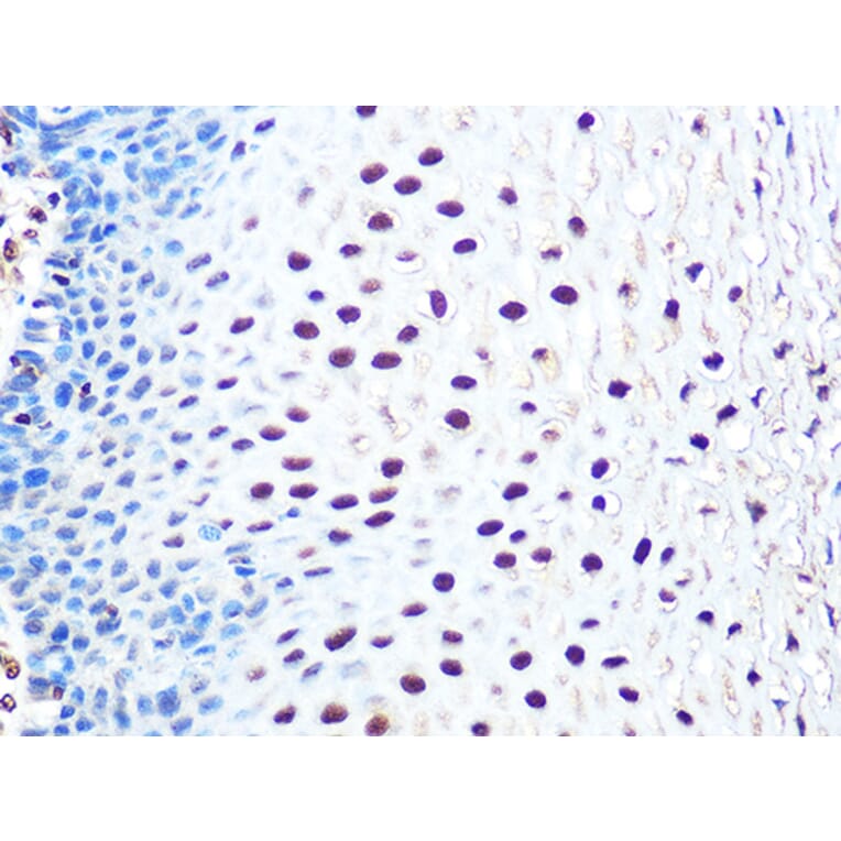 Immunohistochemistry - Anti-Aly/Ref Antibody [ARC0959] (A305535) - Antibodies.com