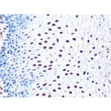 Immunohistochemistry - Anti-Aly/Ref Antibody [ARC0959] (A305535) - Antibodies.com