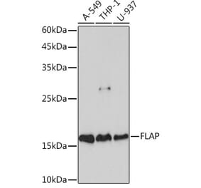 Western Blot - Anti-FLAP Antibody [ARC2204] (A305539) - Antibodies.com