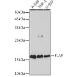 Western Blot - Anti-FLAP Antibody [ARC2204] (A305539) - Antibodies.com