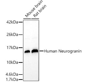 Western Blot - Anti-Neurogranin Antibody (A305540) - Antibodies.com