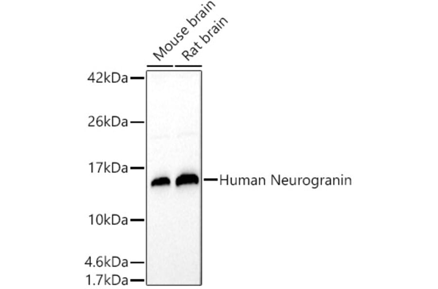 Western Blot - Anti-Neurogranin Antibody (A305540) - Antibodies.com