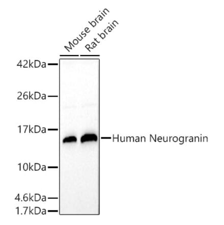 Western Blot - Anti-Neurogranin Antibody (A305540) - Antibodies.com