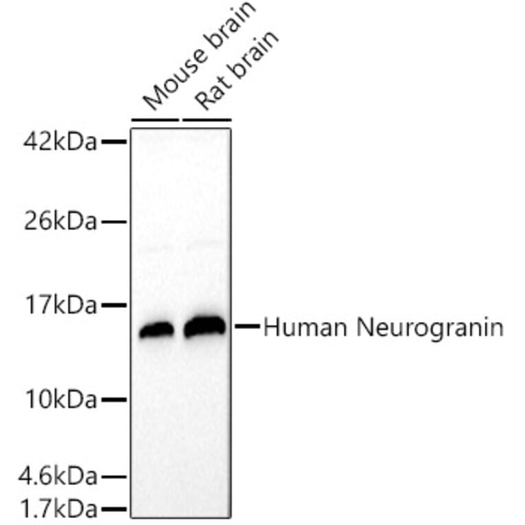 Western Blot - Anti-Neurogranin Antibody (A305540) - Antibodies.com