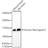 Western Blot - Anti-Neurogranin Antibody (A305540) - Antibodies.com