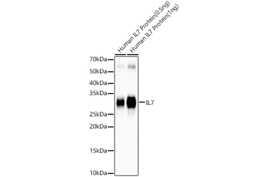 Western Blot - Anti-IL-7 Antibody [ARC57489] (A305541) - Antibodies.com