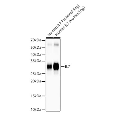 Western Blot - Anti-IL-7 Antibody [ARC57489] (A305541) - Antibodies.com