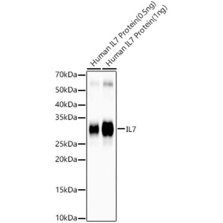 Western Blot - Anti-IL-7 Antibody [ARC57489] (A305541) - Antibodies.com