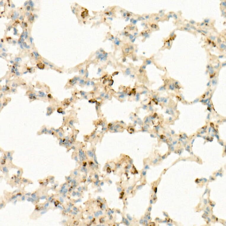 Immunohistochemistry - Anti-IL-7 Antibody [ARC57481] (A305542) - Antibodies.com