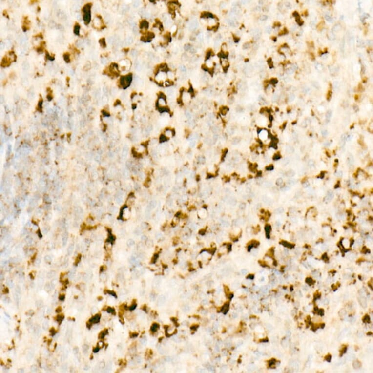 Immunohistochemistry - Anti-IL-7 Antibody [ARC57481] (A305542) - Antibodies.com