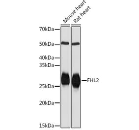 Western Blot - Anti-FHL2 Antibody [ARC2068] (A305544) - Antibodies.com