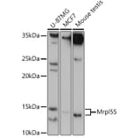 Western Blot - Anti-MRPL55 Antibody (A305545) - Antibodies.com