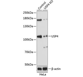 Western Blot - Anti-USP4 Antibody (A305547) - Antibodies.com