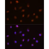 Immunofluorescence - Anti-USP4 Antibody (A305548) - Antibodies.com