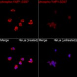 Immunofluorescence - Anti-YAP1 (Phospho S397) Antibody (A305557) - Antibodies.com