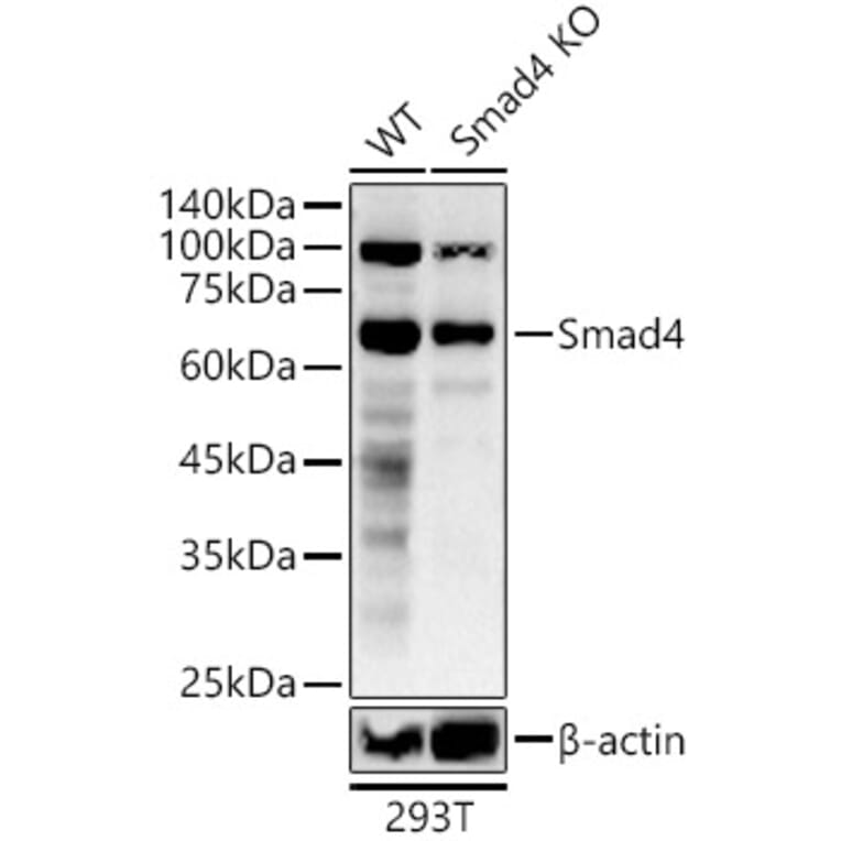 Western Blot - Anti-Smad4 Antibody (A305558) - Antibodies.com