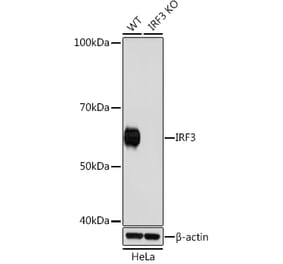Western Blot - Anti-IRF3 Antibody (A305561) - Antibodies.com