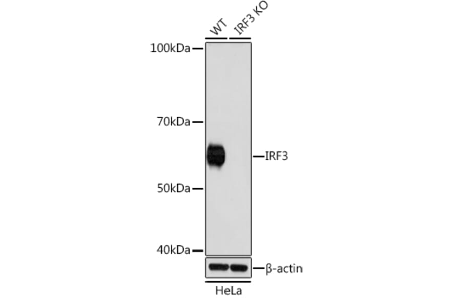 Western Blot - Anti-IRF3 Antibody [ARC0198] (A305561) - Antibodies.com