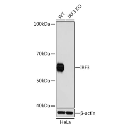 Western Blot - Anti-IRF3 Antibody [ARC0198] (A305561) - Antibodies.com