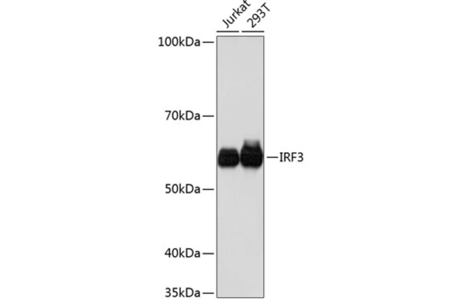 Western Blot - Anti-IRF3 Antibody [ARC0198] (A305561) - Antibodies.com
