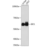 Western Blot - Anti-IRF3 Antibody [ARC0198] (A305561) - Antibodies.com