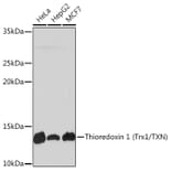 Western Blot - Anti-Thioredoxin/TRX Antibody [ARC2658] (A305563) - Antibodies.com