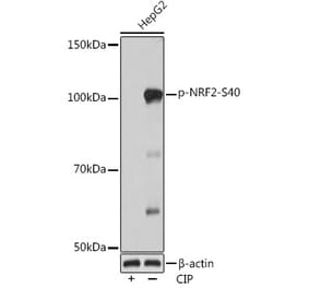 Western Blot - Anti-Nrf2 (phospho Ser40) Antibody [ARC0283] (A305564) - Antibodies.com