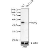 Western Blot - Anti-TRAF2 Antibody [ARC51292] (A305567) - Antibodies.com