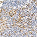 Immunohistochemistry - Anti-TRAF2 Antibody [ARC51292] (A305567) - Antibodies.com