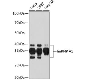 Western Blot - Anti-hnRNP A1 Antibody [ARC0633] (A305568) - Antibodies.com