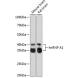 Western Blot - Anti-hnRNP A1 Antibody [ARC0633] (A305568) - Antibodies.com