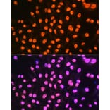 Immunofluorescence - Anti-hnRNP A1 Antibody [ARC0633] (A305568) - Antibodies.com