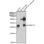 Western Blot - Anti-hnRNP A1 Antibody [ARC0633] (A305568) - Antibodies.com