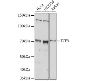 Western Blot - Anti-TCF3 / E2A Antibody (A305569) - Antibodies.com