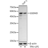 Western Blot - Anti-GSDMD Antibody [ARC50993] (A305571) - Antibodies.com