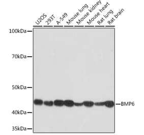 Western Blot - Anti-BMP6 Antibody [ARC1025] (A305574) - Antibodies.com