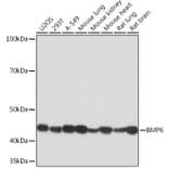 Western Blot - Anti-BMP6 Antibody [ARC1025] (A305574) - Antibodies.com