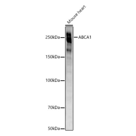 Western Blot - Anti-ABCA1 Antibody [ARC54238] (A305578) - Antibodies.com