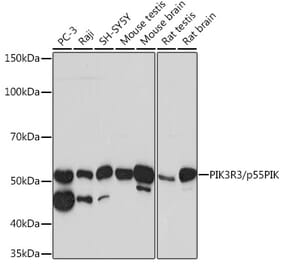 Western Blot - Anti-PI 3 Kinase p55 gamma Antibody [ARC0320] (A305582) - Antibodies.com