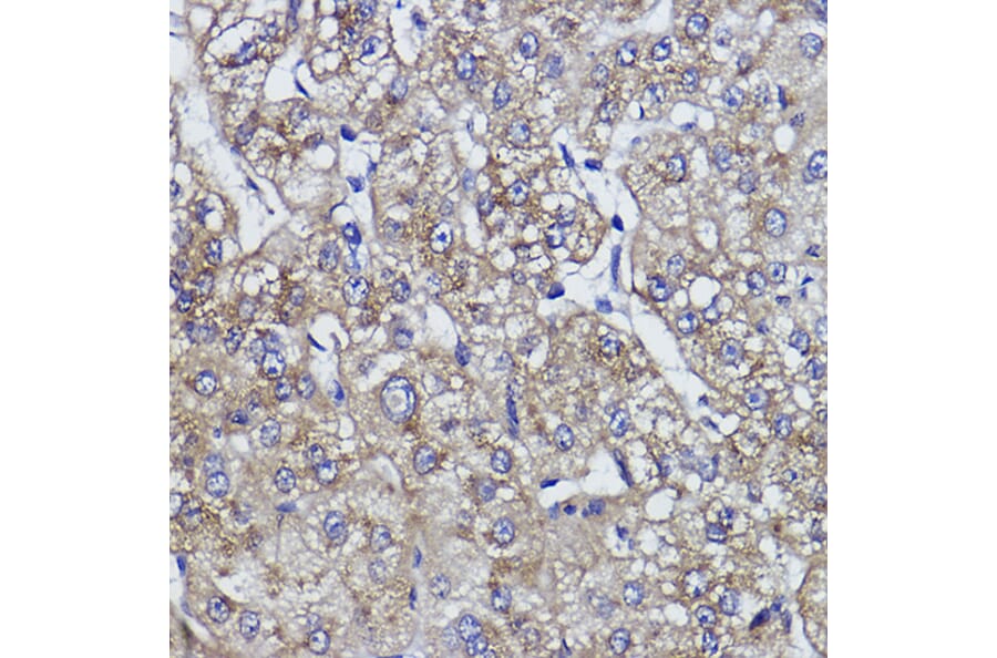Immunohistochemistry - Anti-ZPR1 Antibody [ARC2563] (A305583) - Antibodies.com