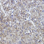 Immunohistochemistry - Anti-ZPR1 Antibody [ARC2563] (A305583) - Antibodies.com