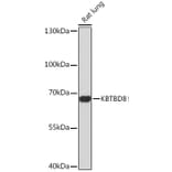 Western Blot - Anti-KBTBD8 Antibody (A305587) - Antibodies.com