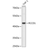 Western Blot - Anti-RCCD1 Antibody (A305589) - Antibodies.com