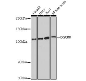 Western Blot - Anti-DGCR8 Antibody (A305592) - Antibodies.com
