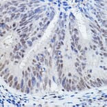 Immunohistochemistry - Anti-DGCR8 Antibody (A305592) - Antibodies.com